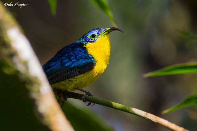 Photos - Yellow-bellied Sunbird-Asity - Neodrepanis