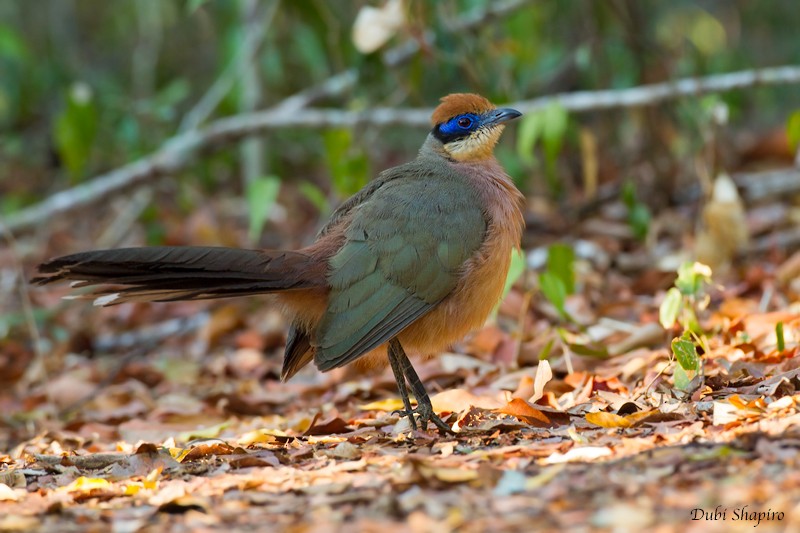 Red-capped Coua (Red-capped) - Dubi Shapiro