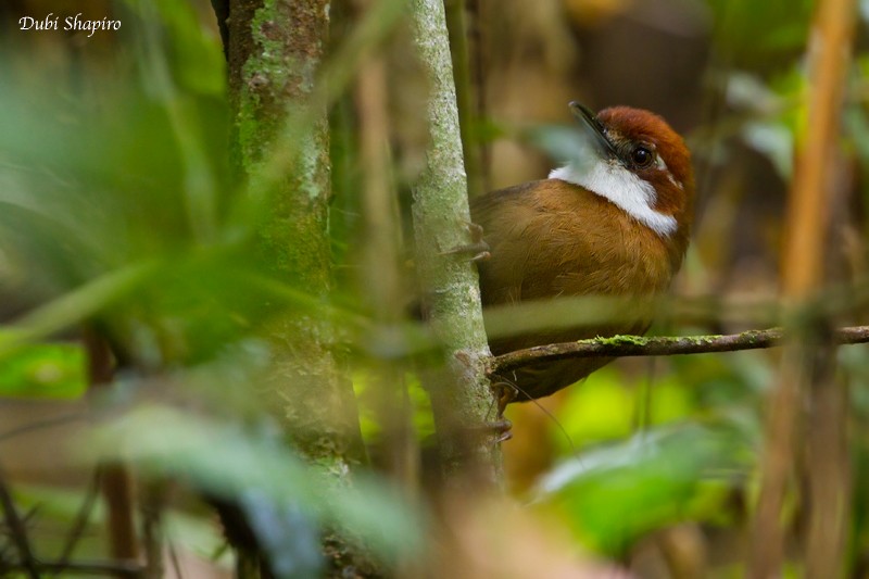 White-throated Oxylabes - ML205120151