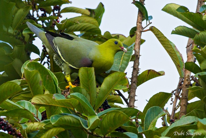 Madagascar Green-Pigeon - ML205120161