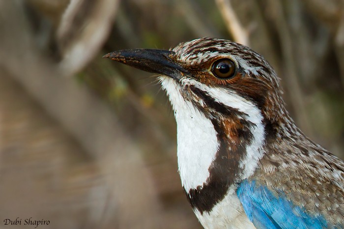 Long-tailed Ground-Roller - ML205120291