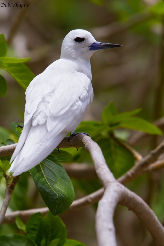 White Tern (Pacific) - Dubi Shapiro
