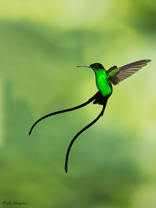 kolibřík černozobý - ML205120511