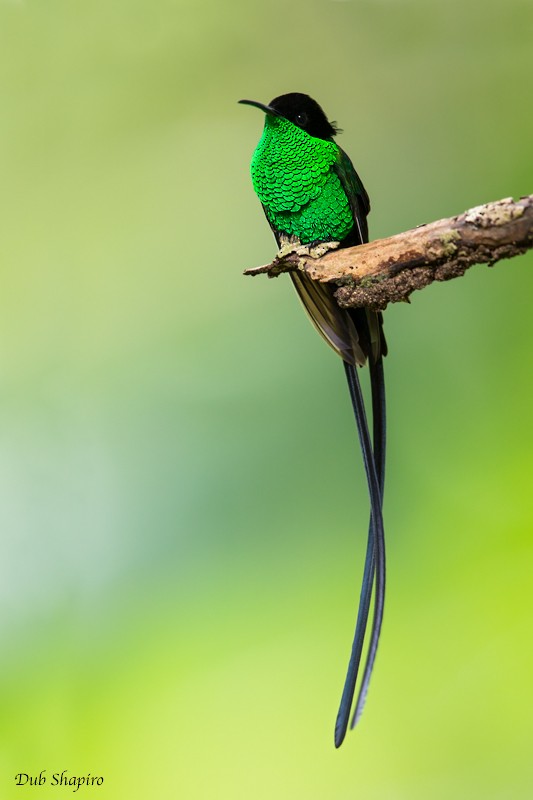 kolibřík černozobý - ML205120521