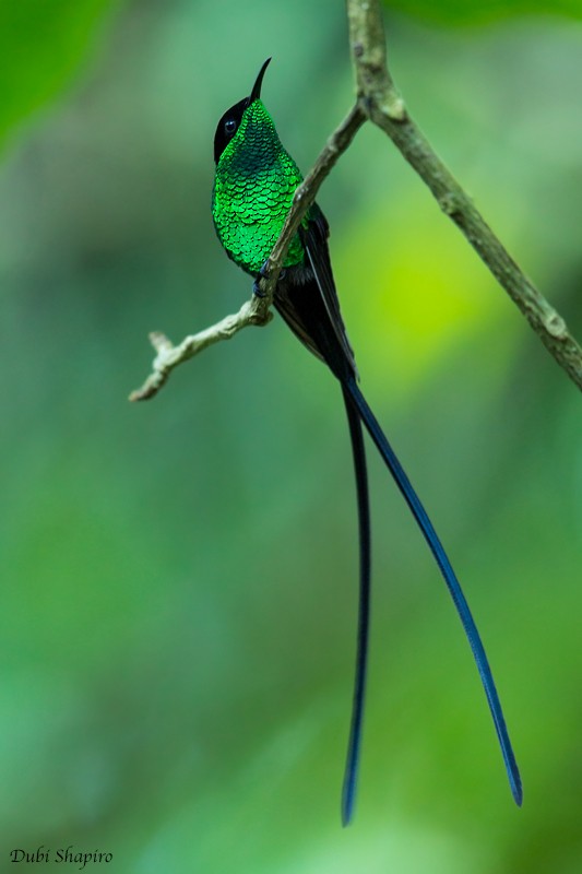 kolibřík černozobý - ML205120541