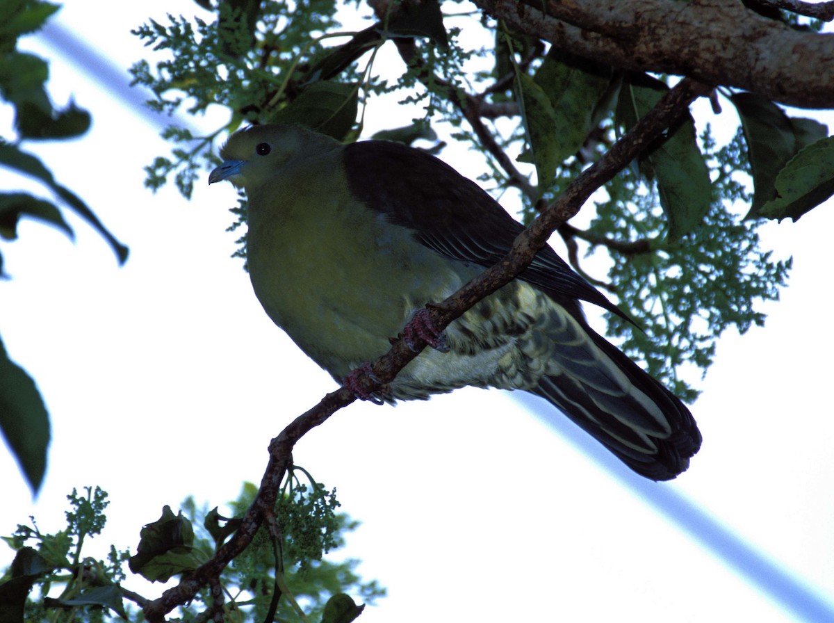 Тайваньский зелёный голубь (permagnus/medioximus) - ML205120801