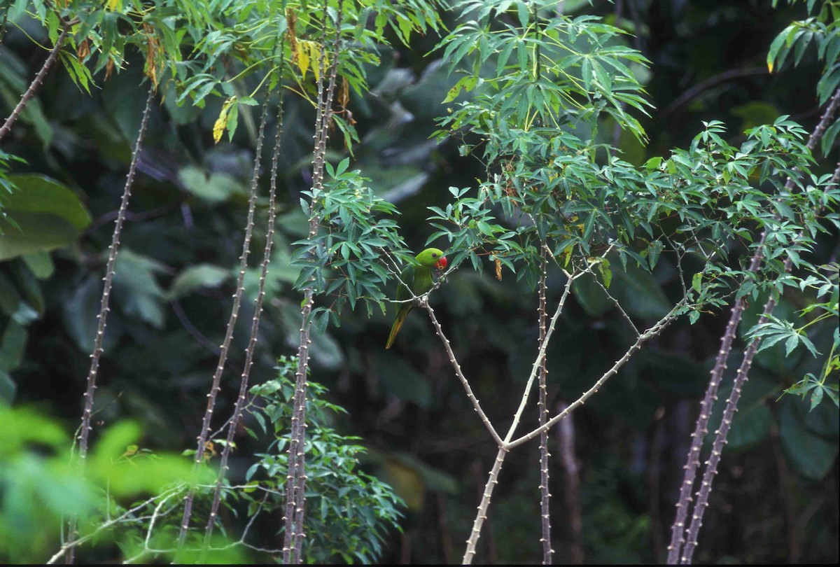Filipin Gökçe Belli Papağanı - ML205121021