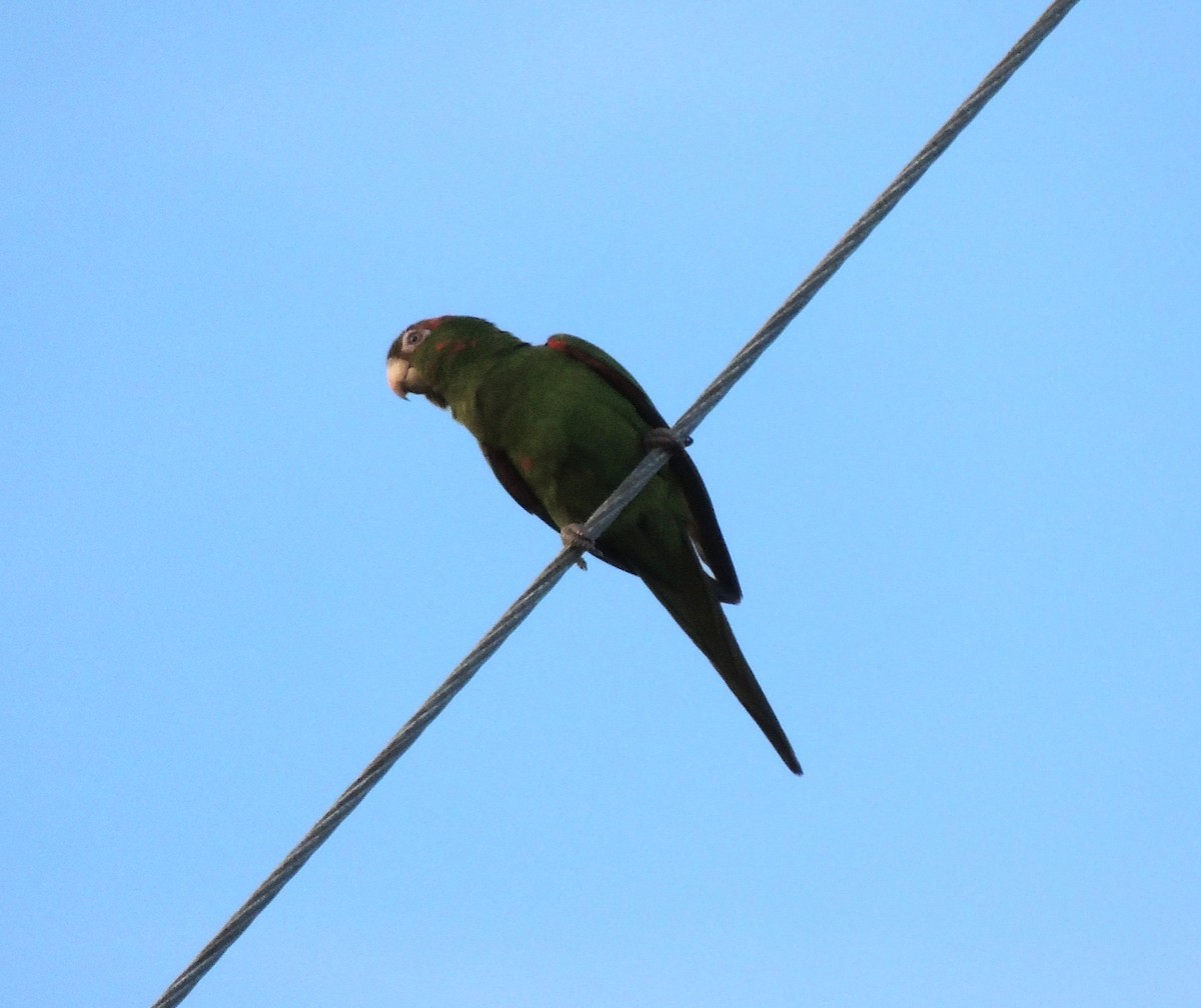 Cuban Parakeet - Desmond Allen