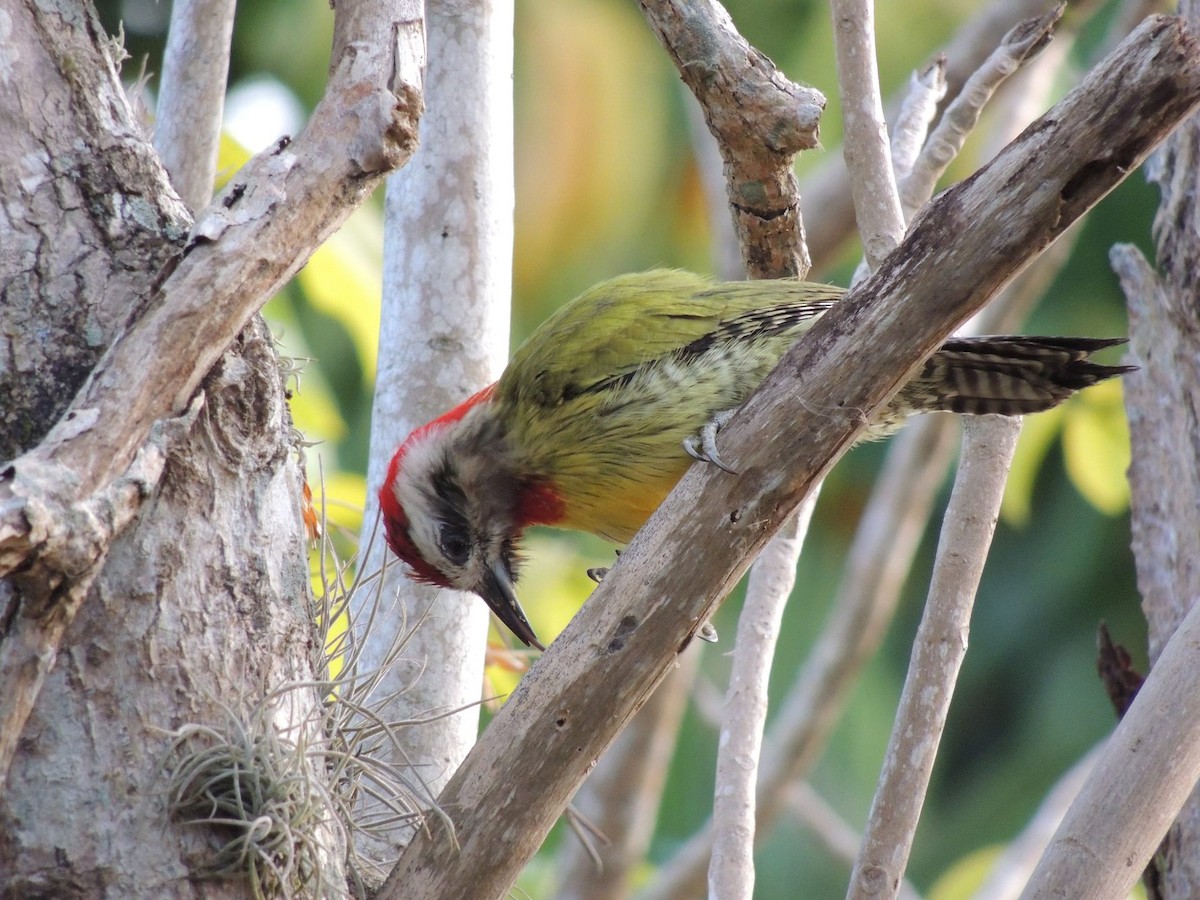 Cuban Green Woodpecker - Desmond Allen