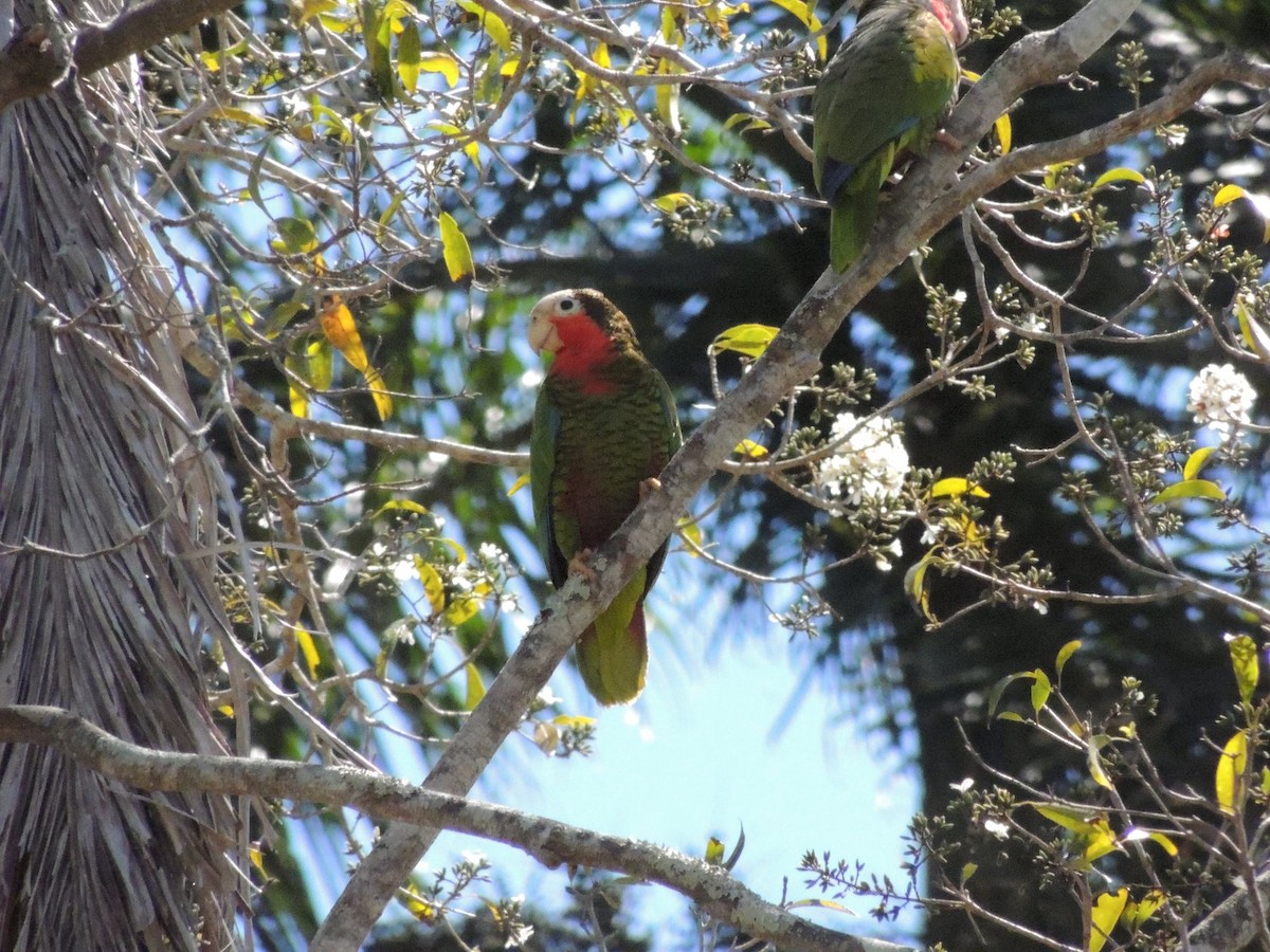 Cuban Parrot (Cuban) - ML205121111
