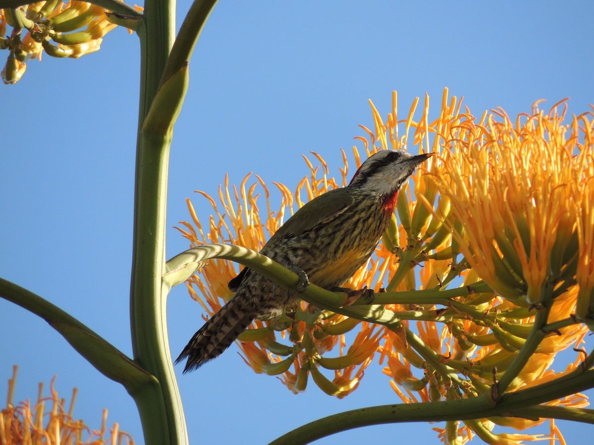 Cuban Green Woodpecker - ML205121151