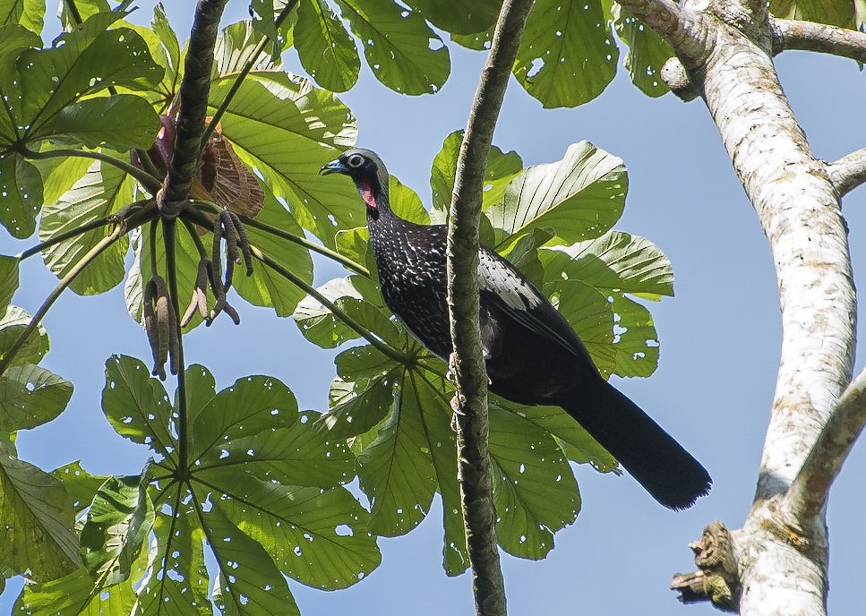 Black-fronted Piping-Guan - ML205121211