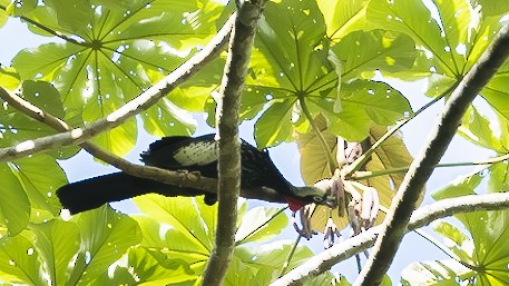 Black-fronted Piping-Guan - ML205121221