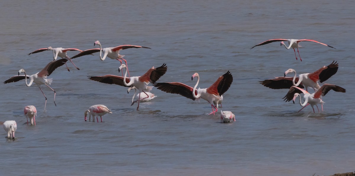 Greater Flamingo - Pedro Jordano