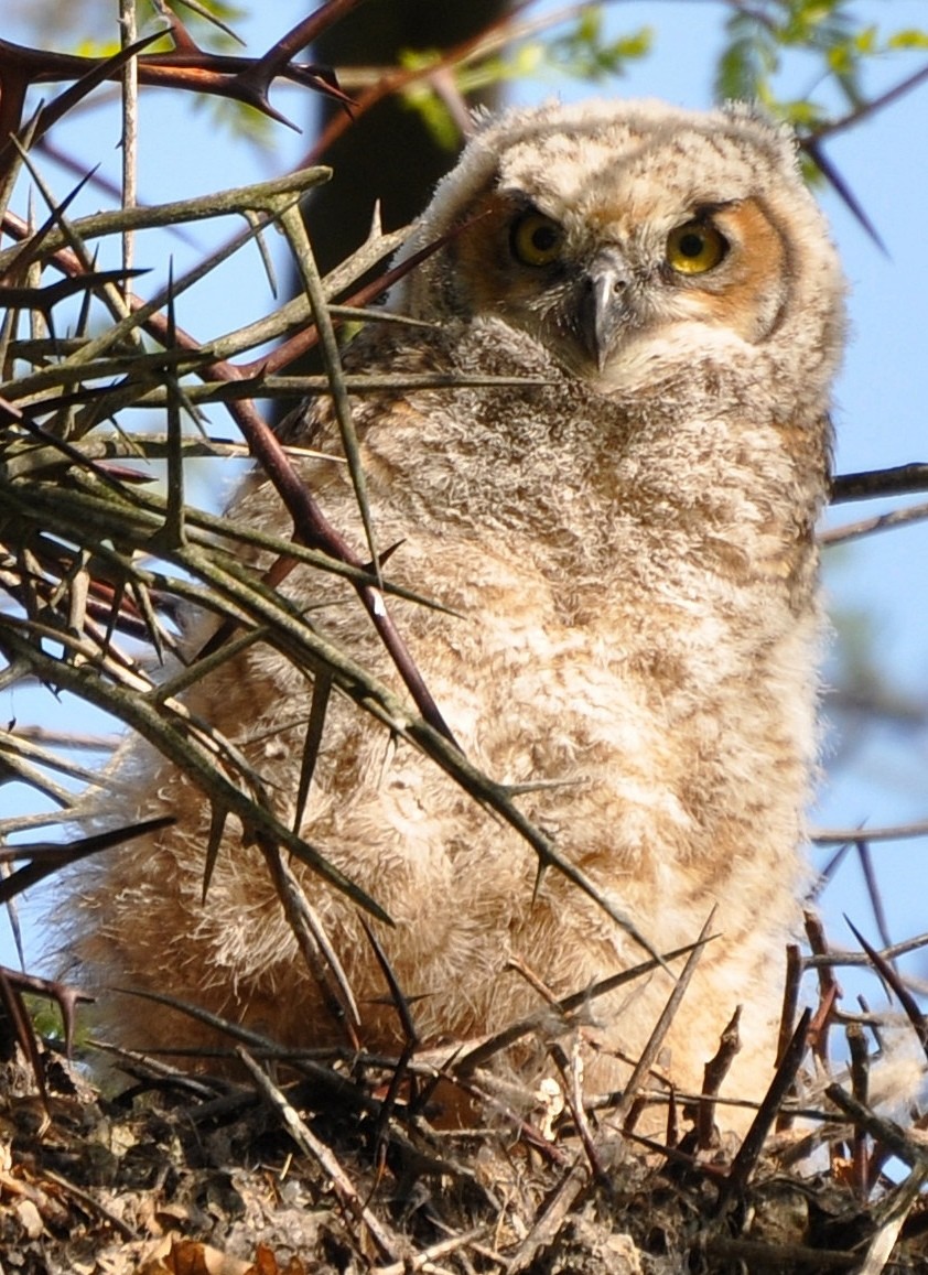 Great Horned Owl - ML205121391