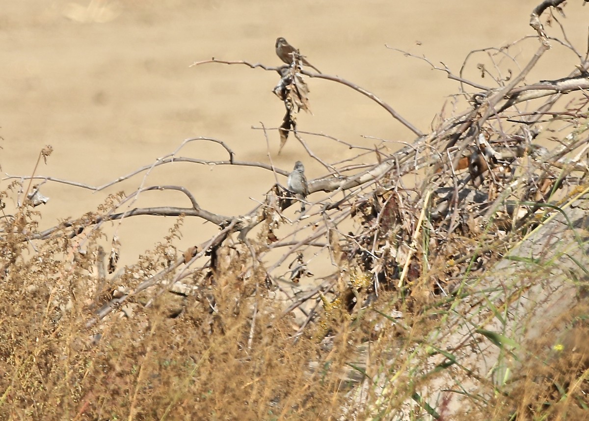 Black-chinned Sparrow - ML20512141