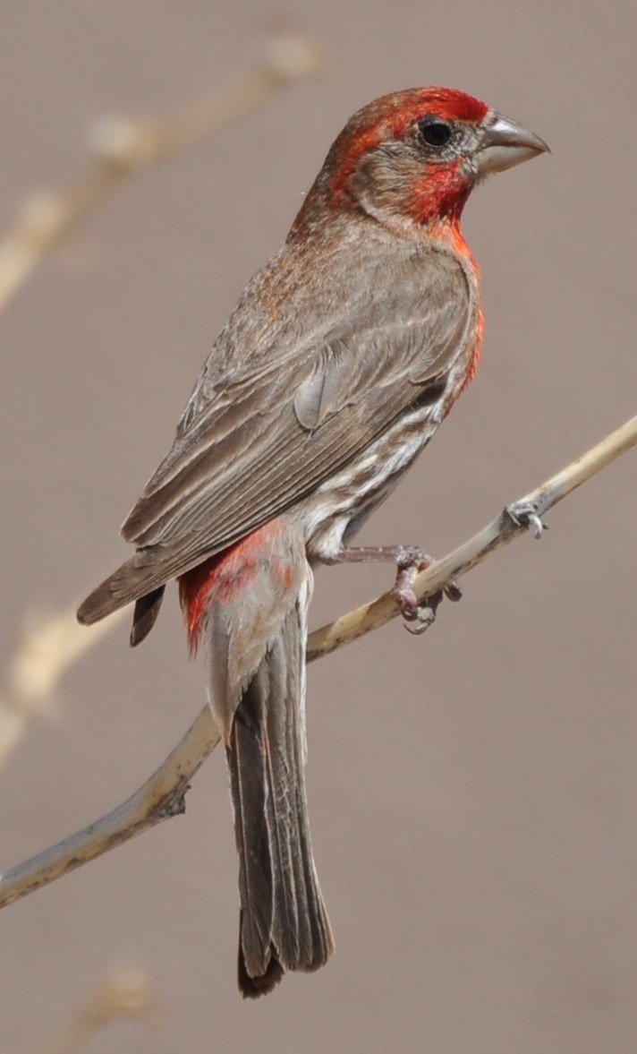 House Finch (Common) - ML205121421