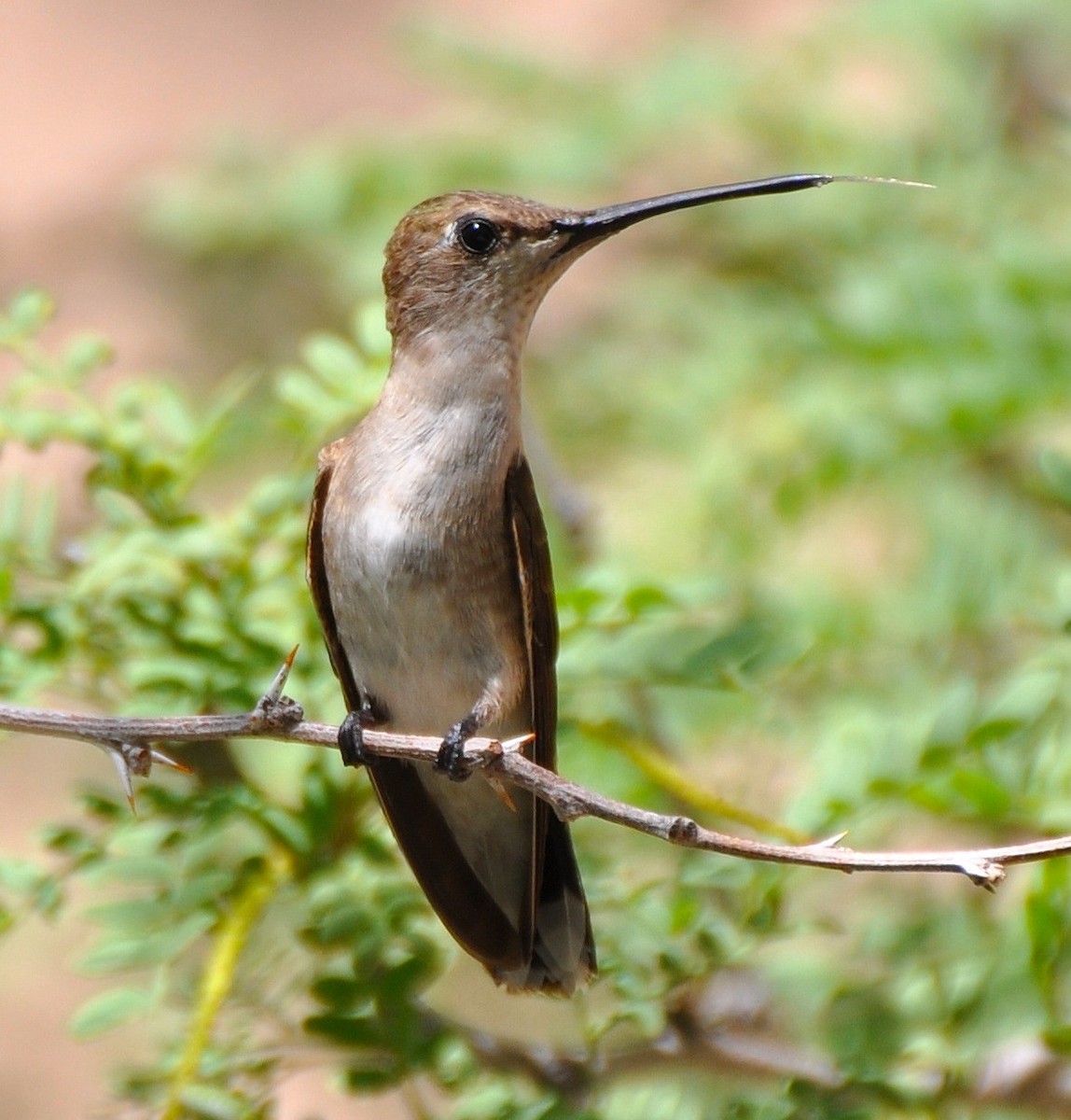 Black-chinned Hummingbird - ML205121431