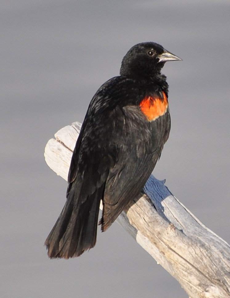 Red-winged Blackbird - ML205121441