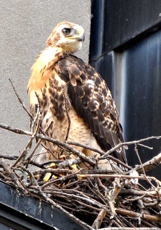 Red-tailed Hawk - ML205121551