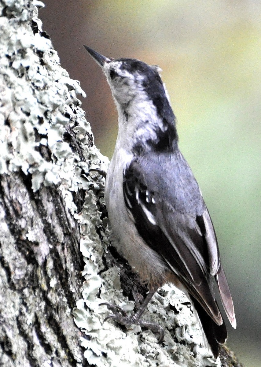 White-breasted Nuthatch - ML205121641