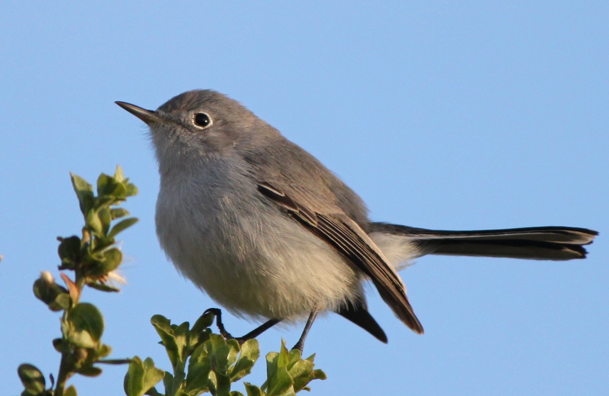 Blue-gray Gnatcatcher (obscura Group) - Justin Watts