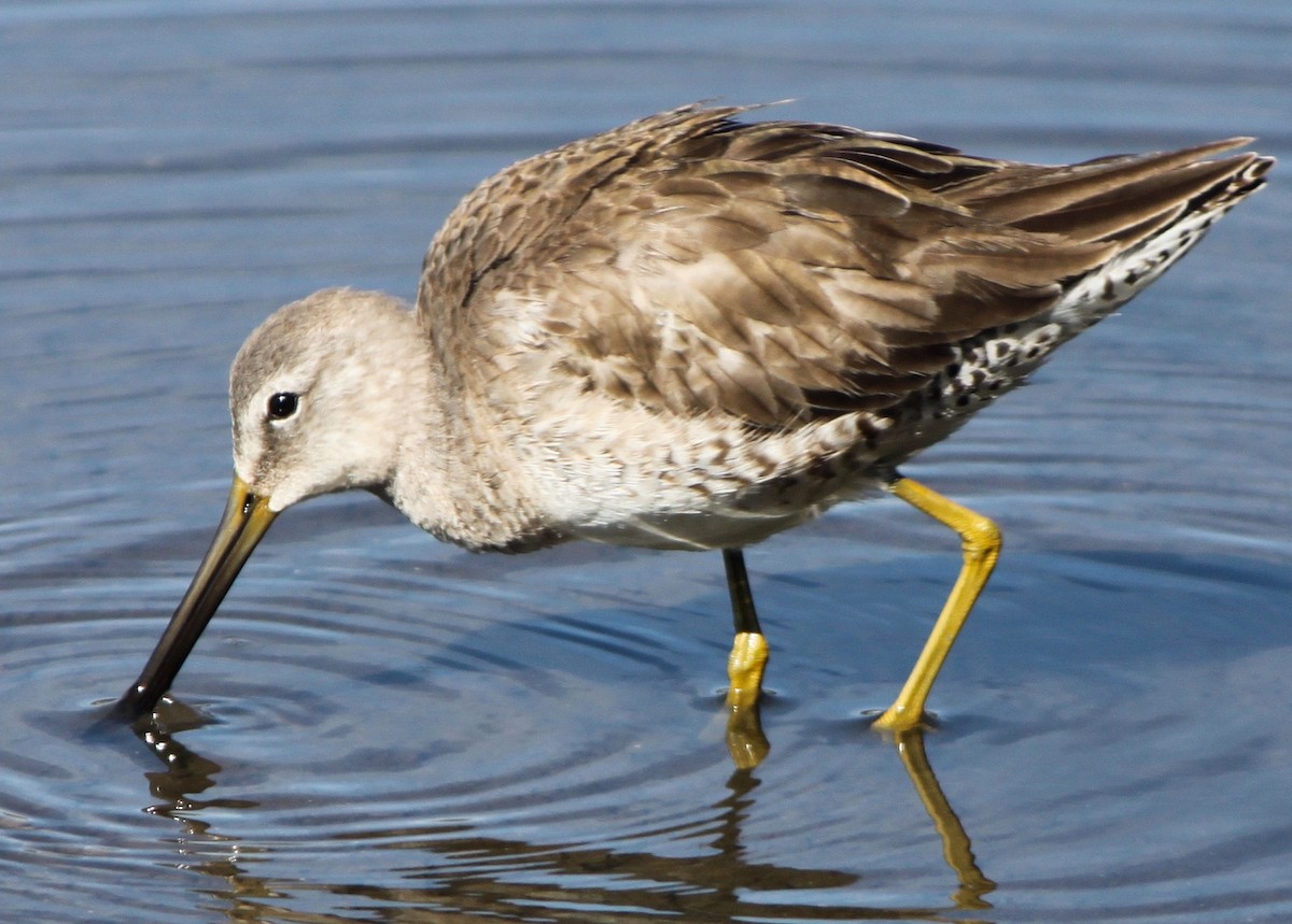 Long-billed Dowitcher - Justin Watts