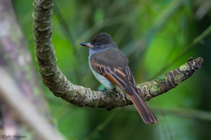 Rufous-tailed Flycatcher - ML205122671
