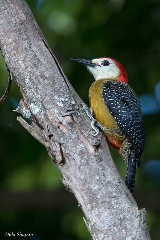 Jamaican Woodpecker - Dubi Shapiro