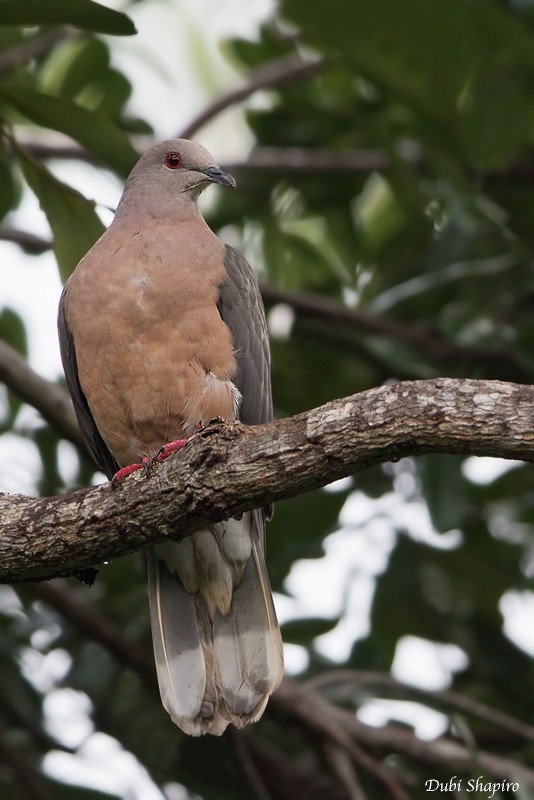 Ring-tailed Pigeon - ML205122981