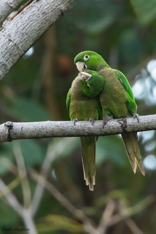 Olive-throated Parakeet (Jamaican) - ML205122991