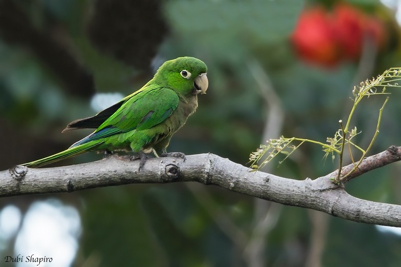 Olive-throated Parakeet (Jamaican) - Dubi Shapiro