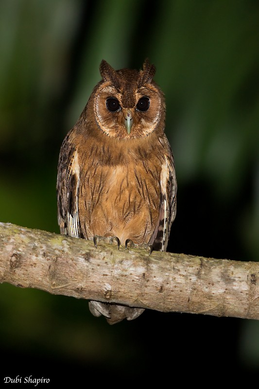 Jamaican Owl - Dubi Shapiro
