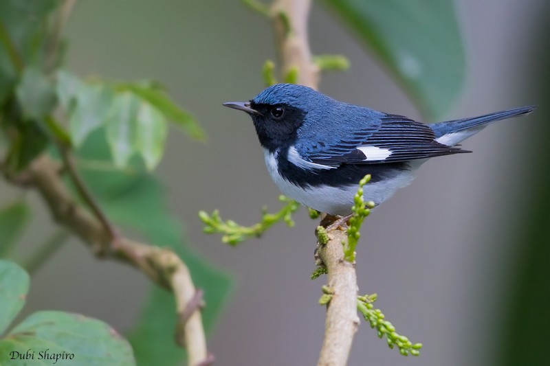Black-throated Blue Warbler - Dubi Shapiro