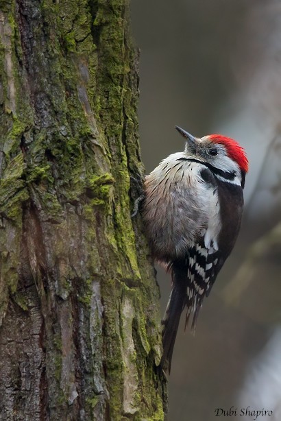 Middle Spotted Woodpecker - Dubi Shapiro