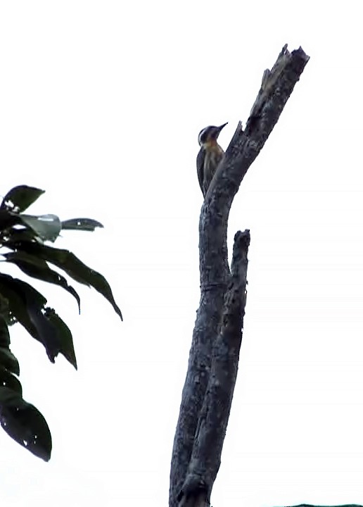 Sulu Pygmy Woodpecker - Desmond Allen