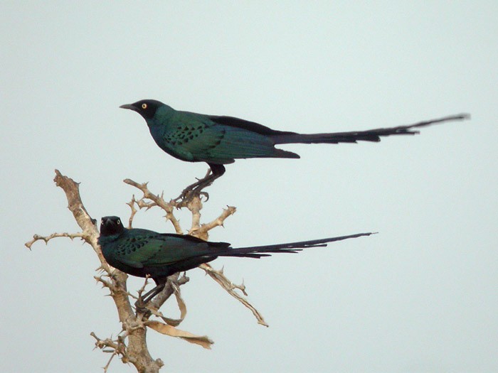 Long-tailed Glossy Starling - ML205123541