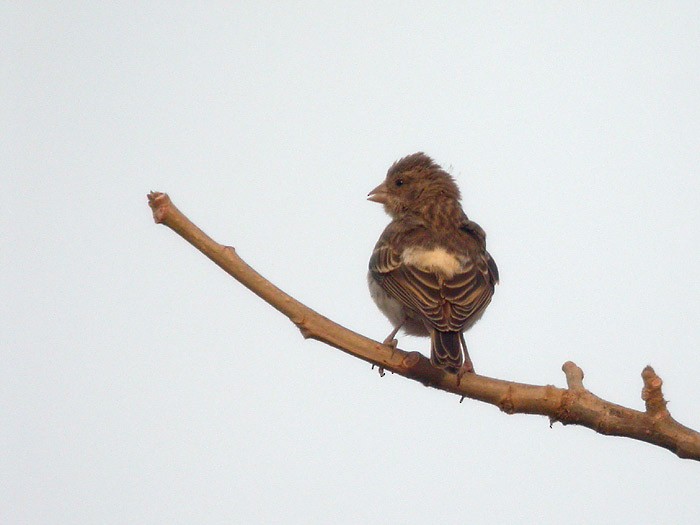 White-rumped Seedeater - ML205123551