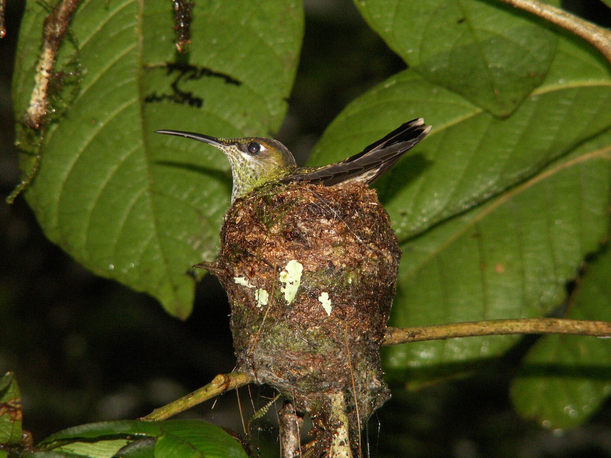 Violet-chested Hummingbird - ML205123921