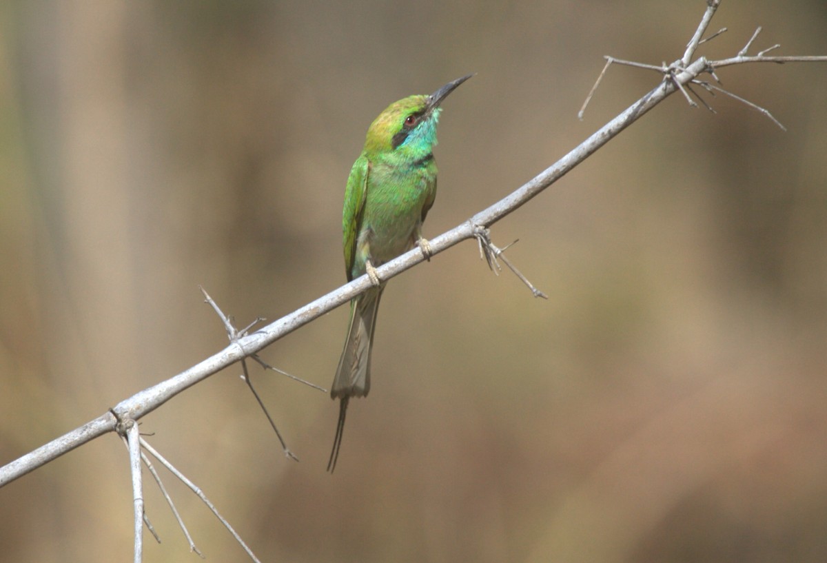 Asian Green Bee-eater - ML205124671