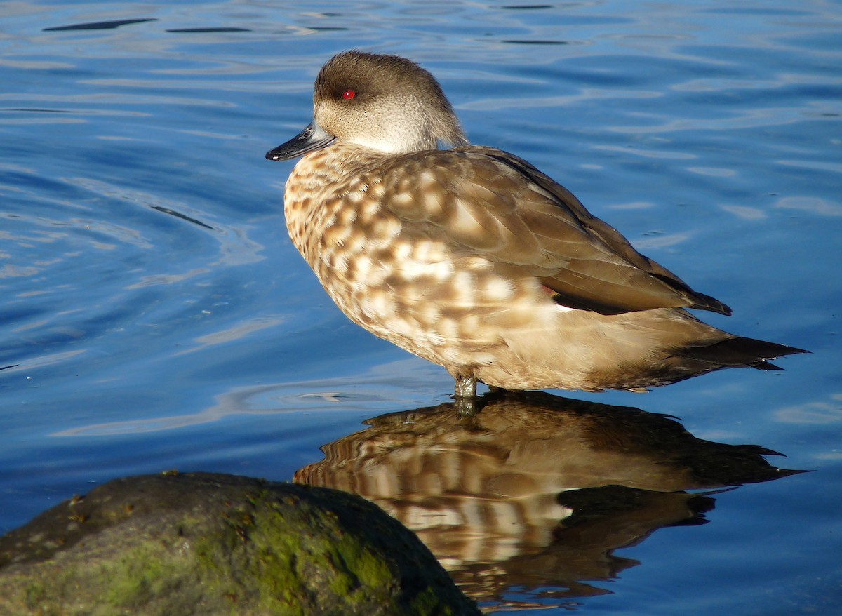 Crested Duck - ML205124741