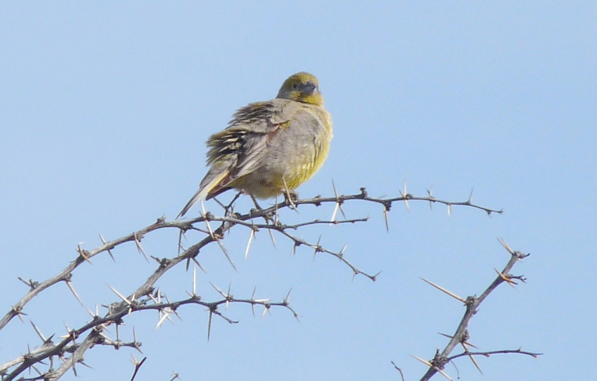Patagonian Yellow-Finch - Carmelo López Abad