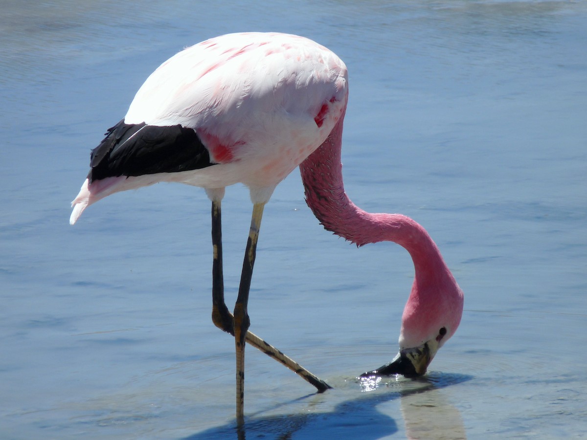 Andean Flamingo - Carmelo López Abad