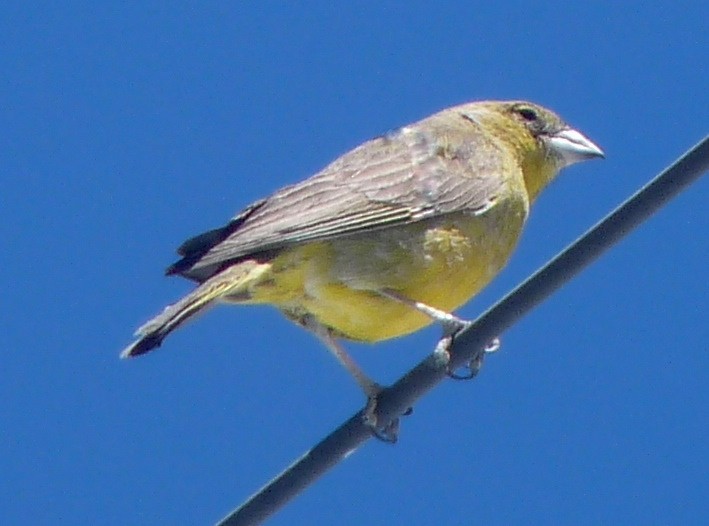 Bright-rumped Yellow-Finch - Carmelo López Abad