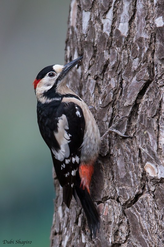 Syrian Woodpecker - ML205125591
