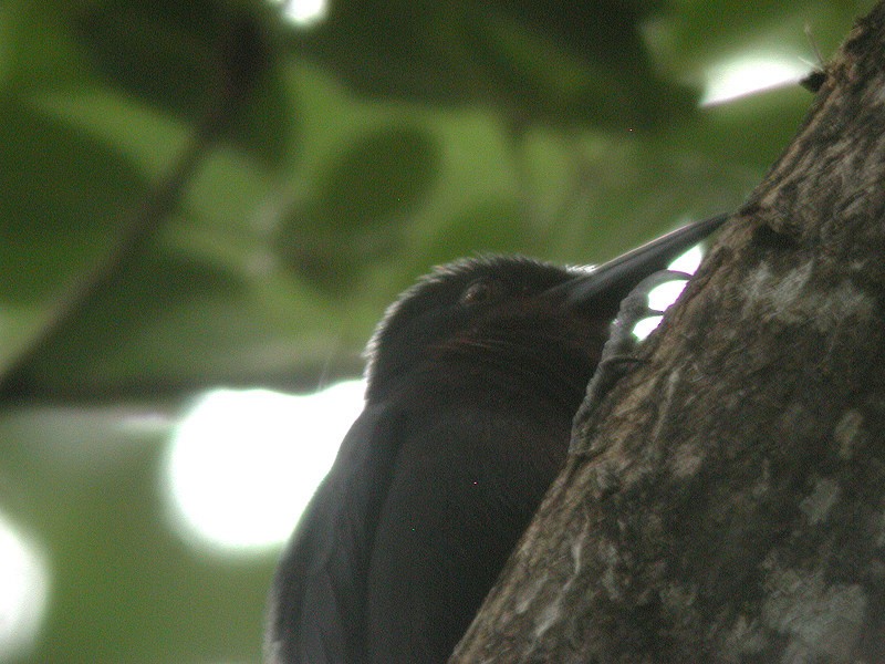 Guadeloupe Woodpecker - Alain Fossé