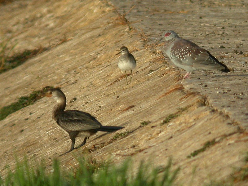 Long-tailed Cormorant - Alain Fossé
