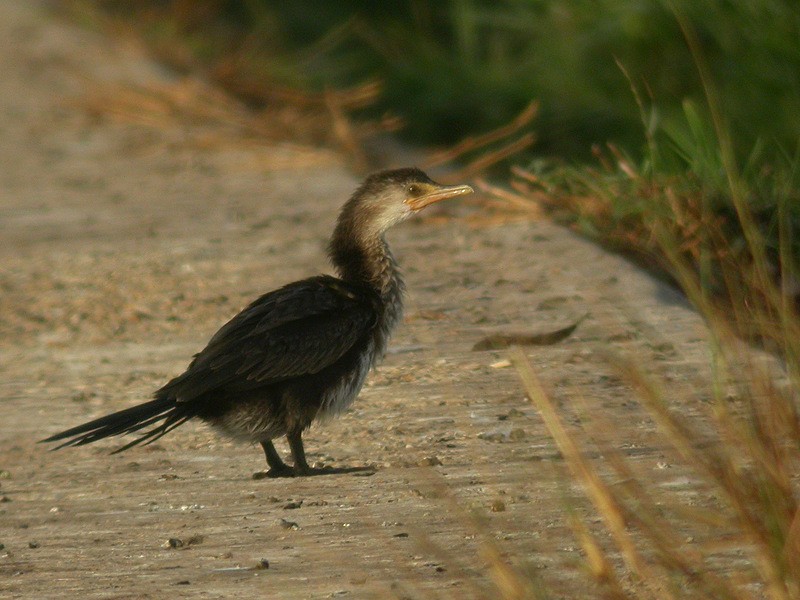 Long-tailed Cormorant - Alain Fossé