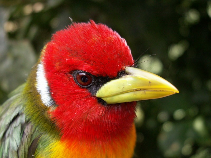 Red-headed Barbet - Yanira Cifuentes Sarmiento