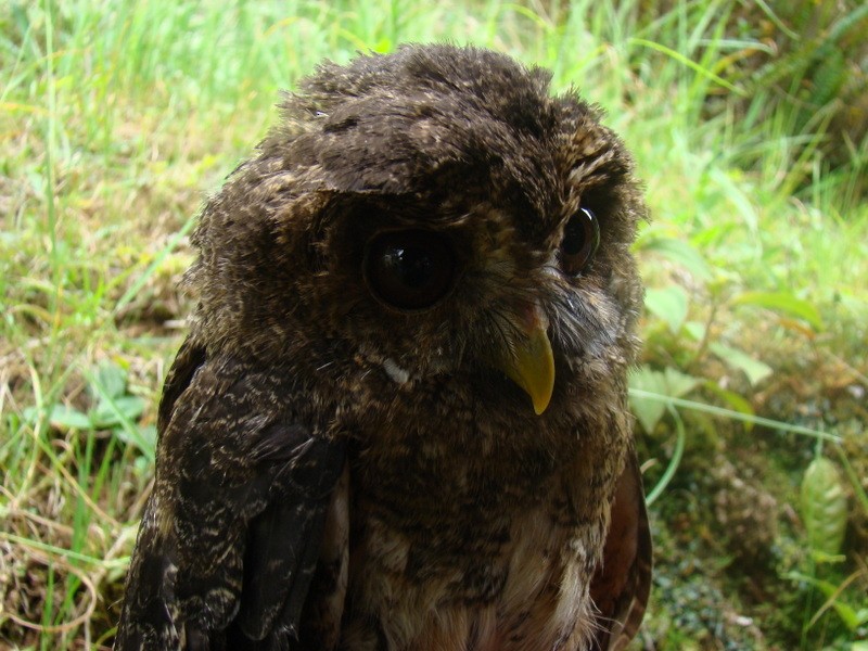 Mottled Owl - Yanira Cifuentes Sarmiento